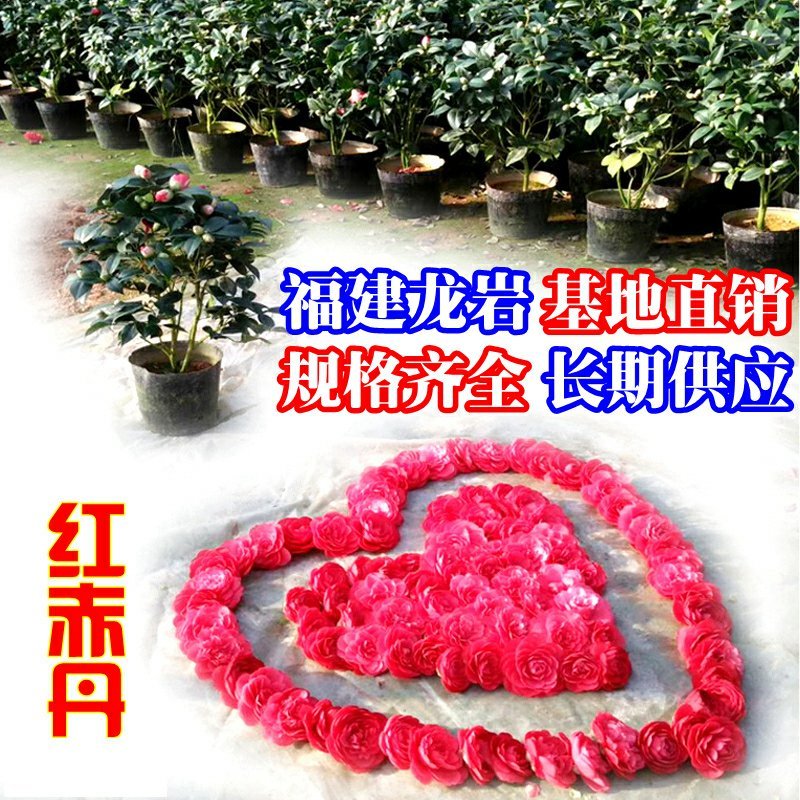 16杯赤丹茶花基地直销一手货源视频看货照片对版长期供应