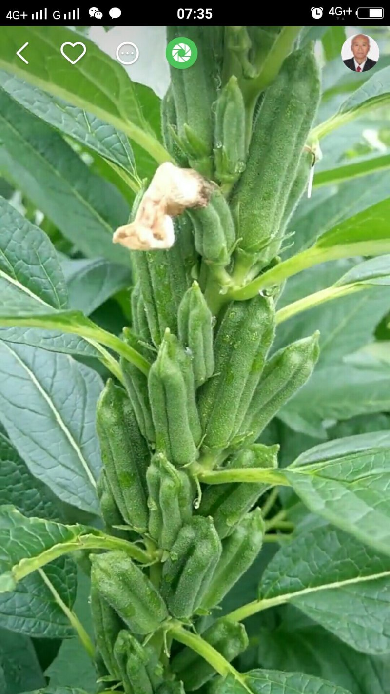 芝麻树(上过天的芝麻种，比人高，蒴多蒴大，密不见秆，)