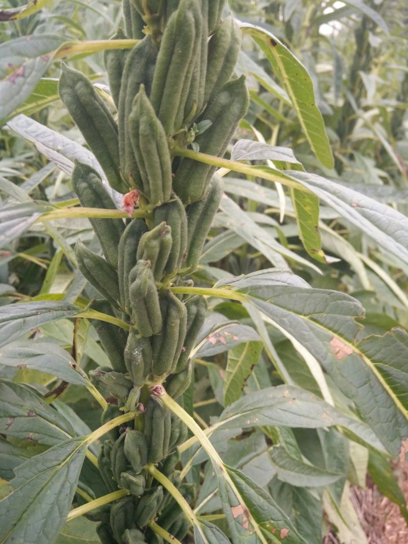 芝麻树(上过天的芝麻种，比人高，蒴多蒴大，密不见秆，)