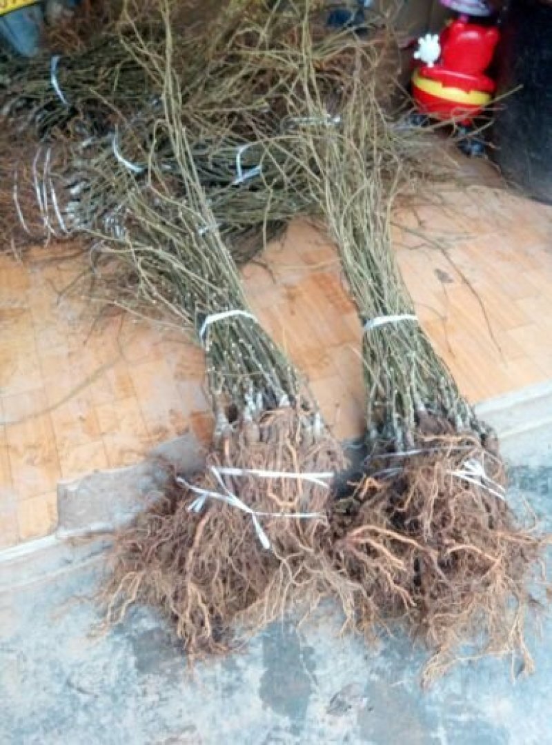 东红猕猴桃树苗品种质量保证