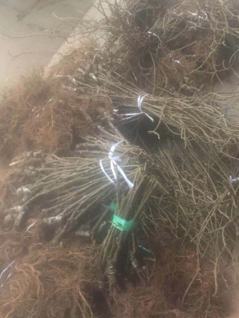 东红猕猴桃树苗品种质量保证