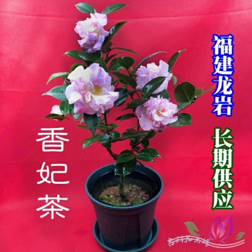 香茶花烈香香妃自家花圃种植一手货源视频照片实物看货
