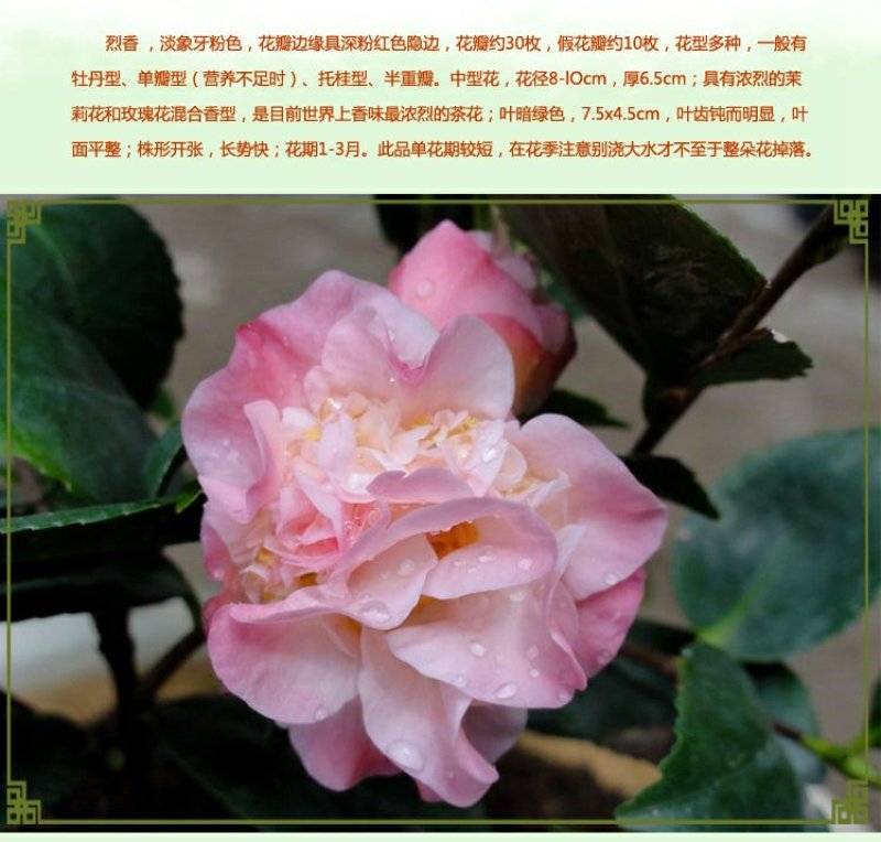 香茶花烈香香妃自家花圃种植一手货源视频照片实物看货