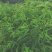 水蜜桃嫁接苗产地直销现挖现发保证成活率包结果