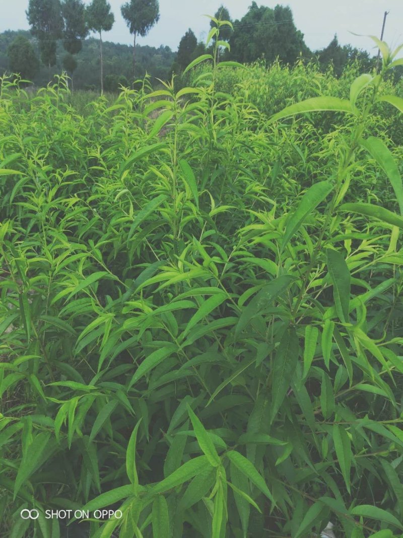 水蜜桃嫁接苗产地直销现挖现发保证成活率包结果