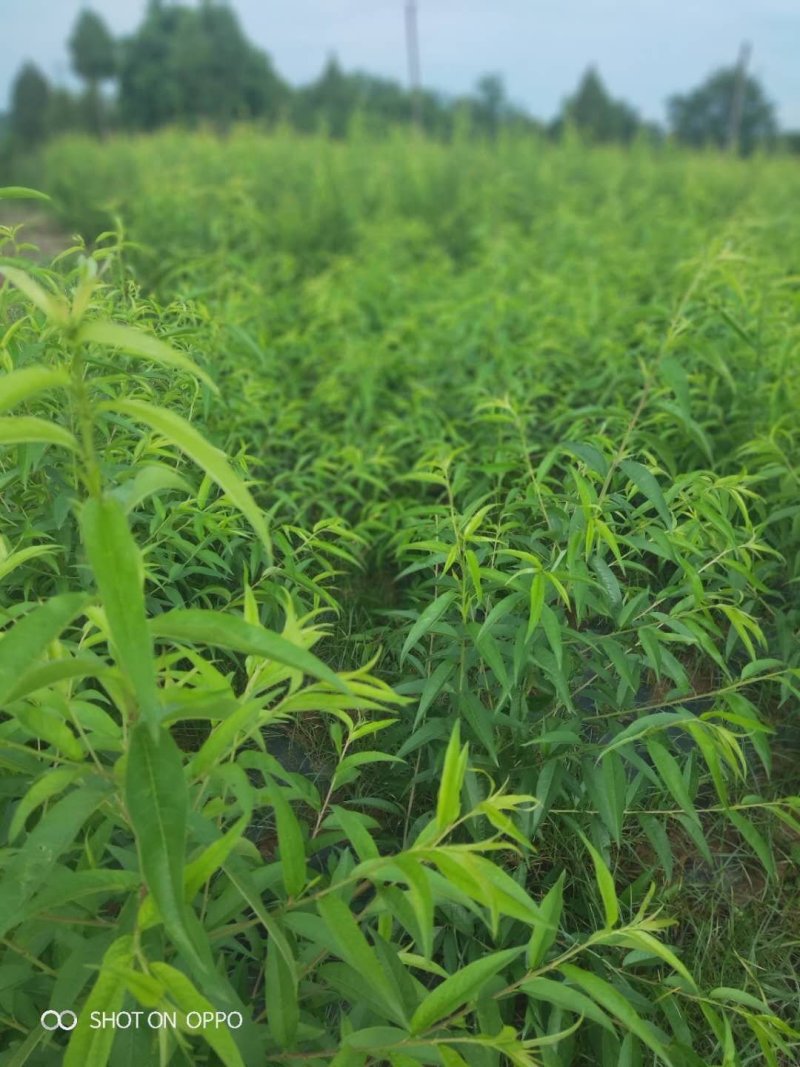 水蜜桃嫁接苗产地直销现挖现发保证成活率包结果