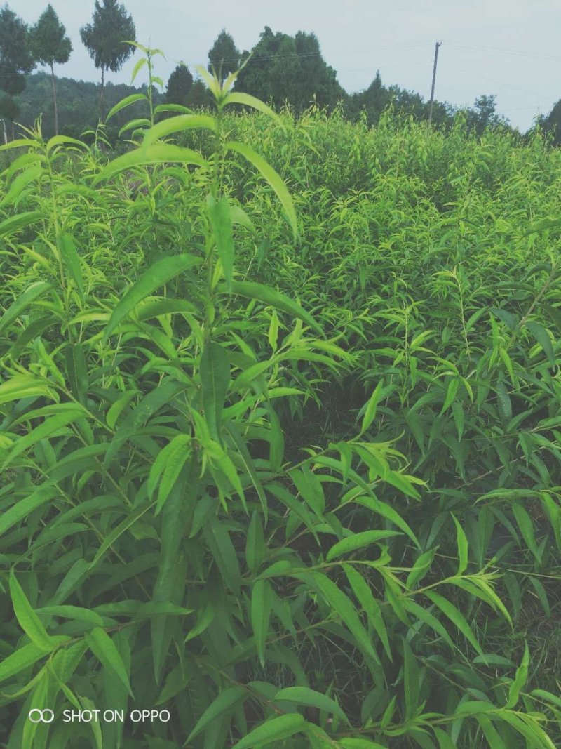 水蜜桃嫁接苗产地直销现挖现发保证成活率包结果