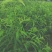 水蜜桃嫁接苗产地直销现挖现发保证成活率包结果