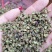【精品】大红袍花椒自然晒干自产自销保质保量量大从优
