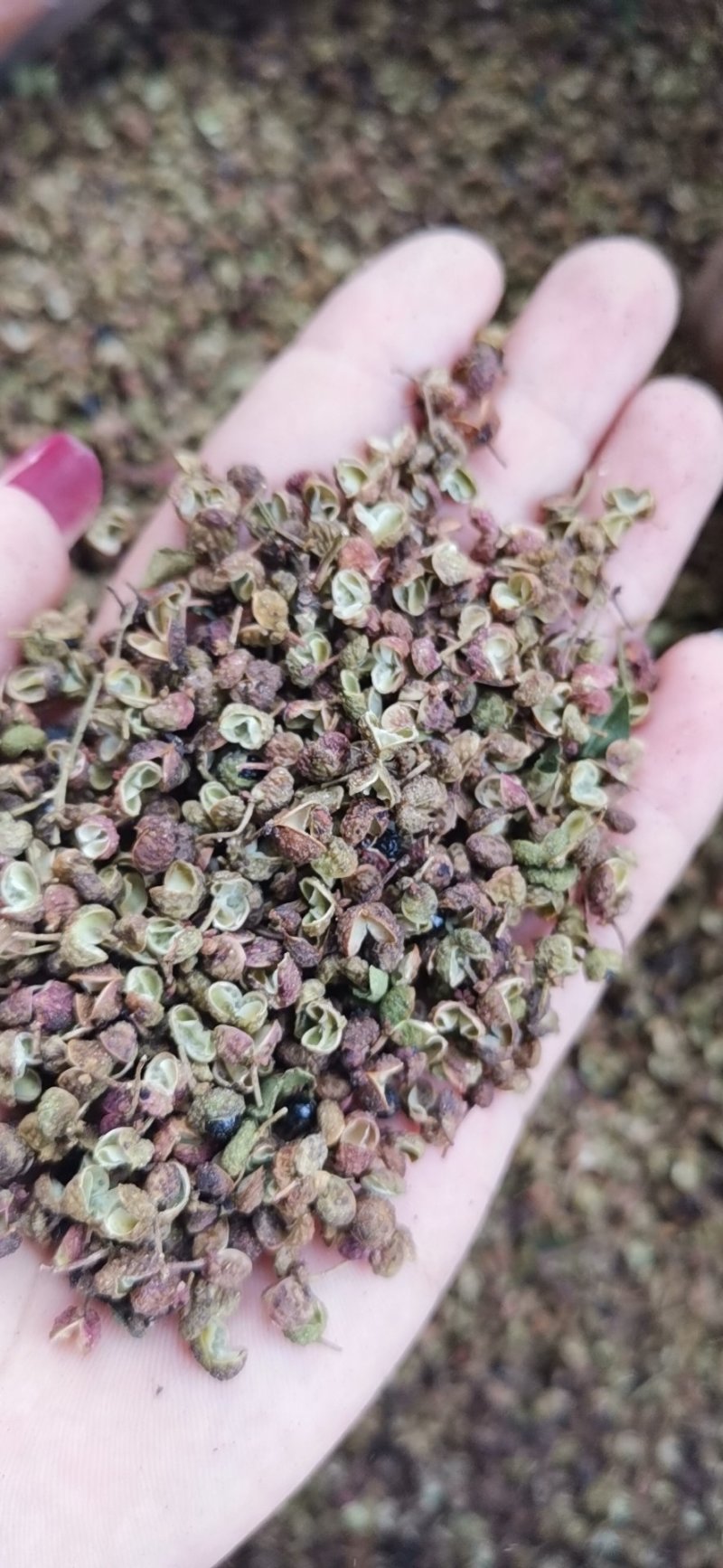 【精品】大红袍花椒自然晒干自产自销保质保量量大从优