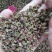 【精品】大红袍花椒自然晒干自产自销保质保量量大从优