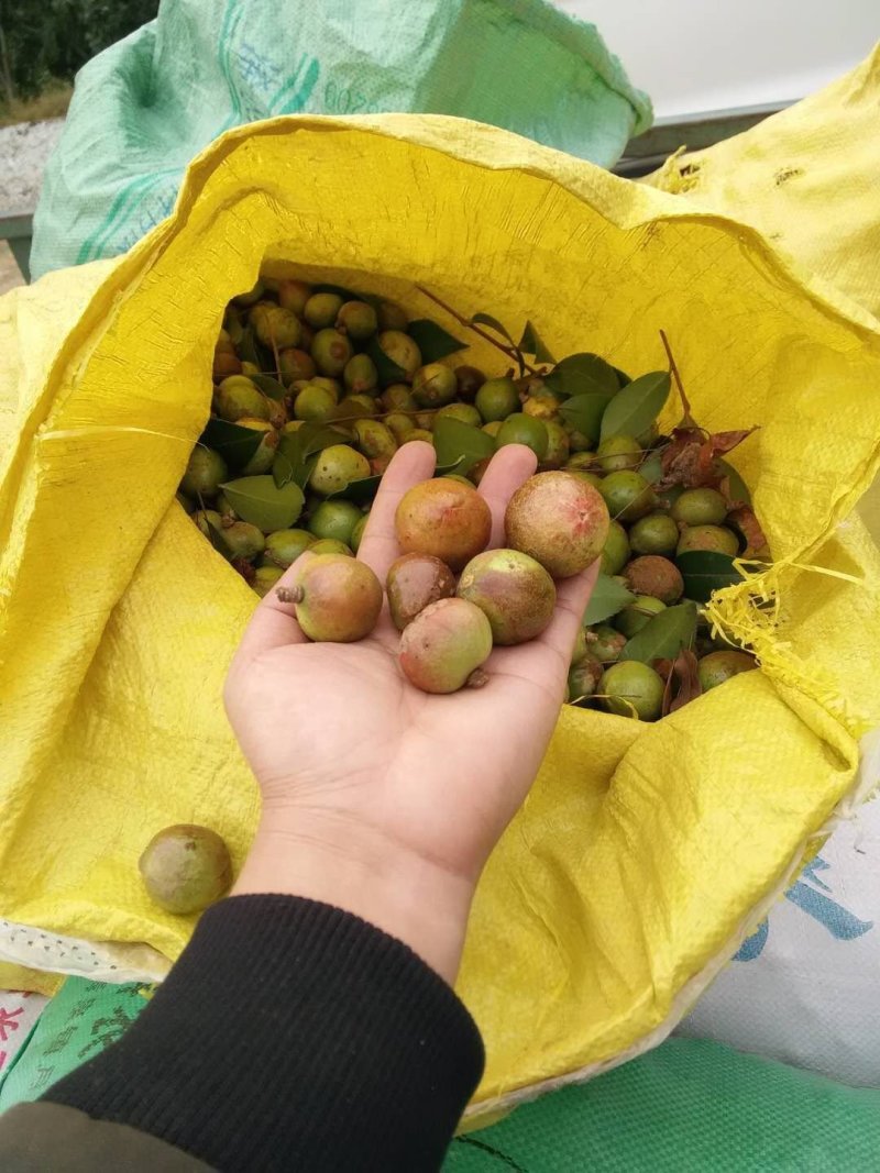 湖北省罗田县三里畈镇油茶油