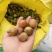 湖北省罗田县三里畈镇油茶油