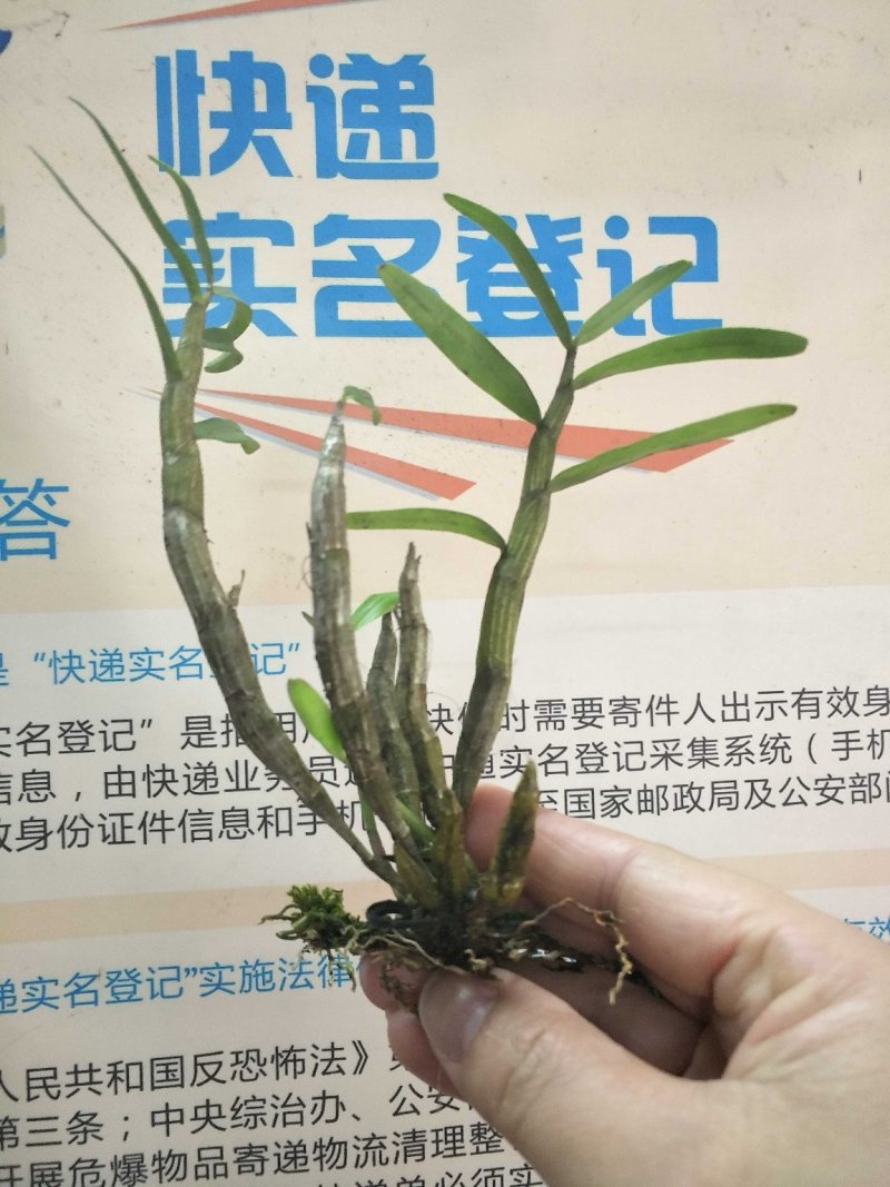 广西大瑶山石斛