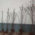 玉兰花树苗（红，黄，粉，白）庭院盆栽种植南北适种包成活