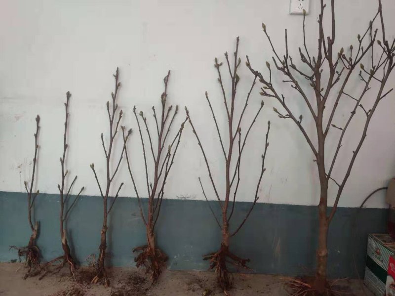 玉兰花树苗（红，黄，粉，白）庭院盆栽种植南北适种包成活