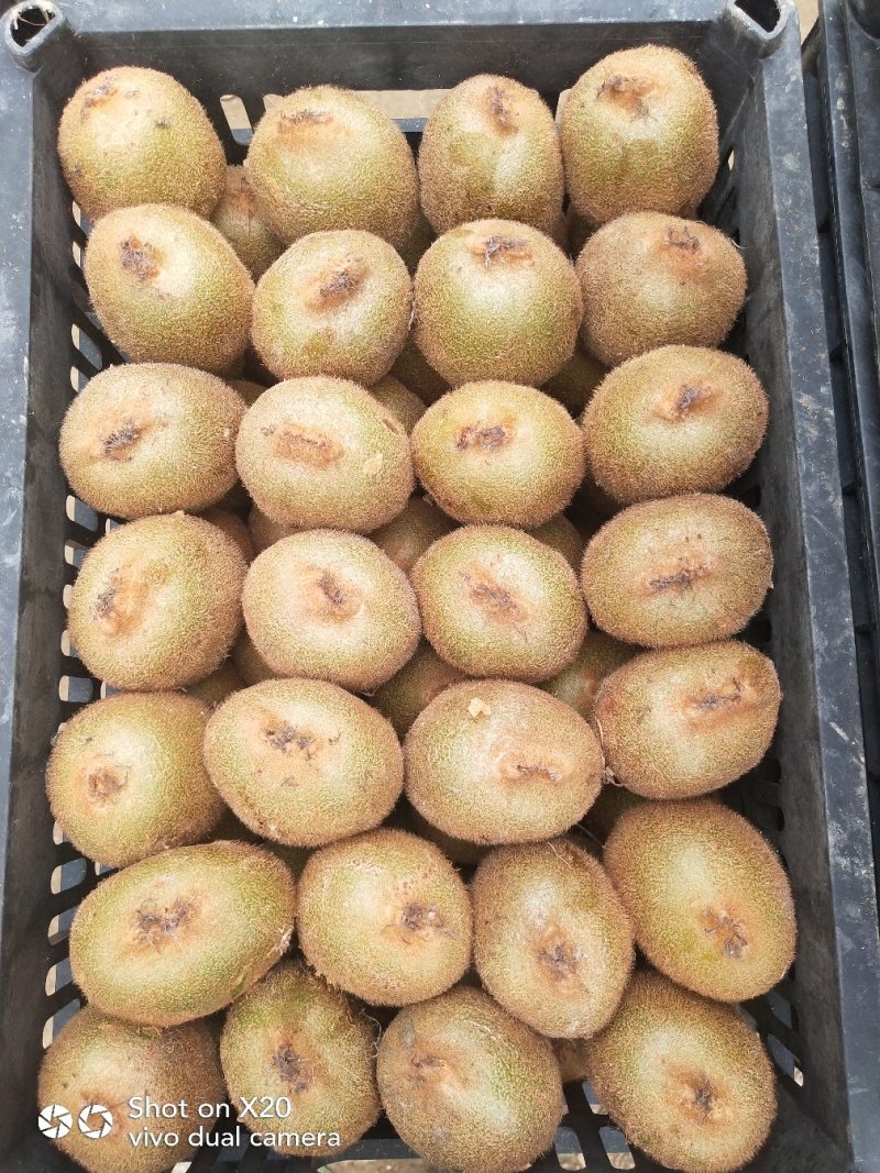 【热卖】猕猴桃陕西绿心水果秦美商品大果对接各电商平台商超