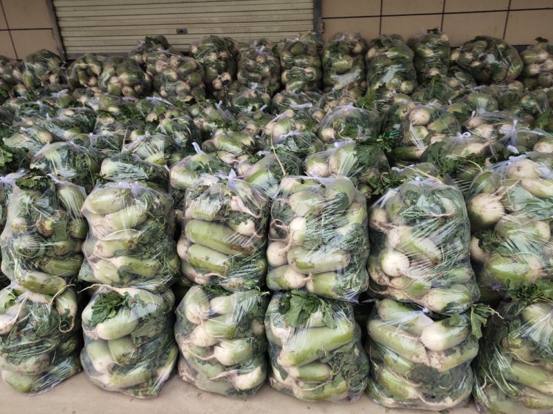 冷库大量出库青萝卜，市场货，养殖，加工厂，便宜处理