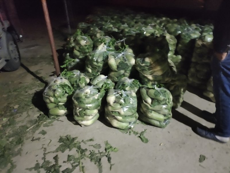 冷库大量出库青萝卜，市场货，养殖，加工厂，便宜处理