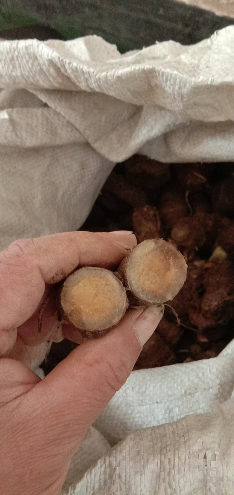 雪里见(半节烂)纯野生货，现挖现卖，量大优惠。包邮！