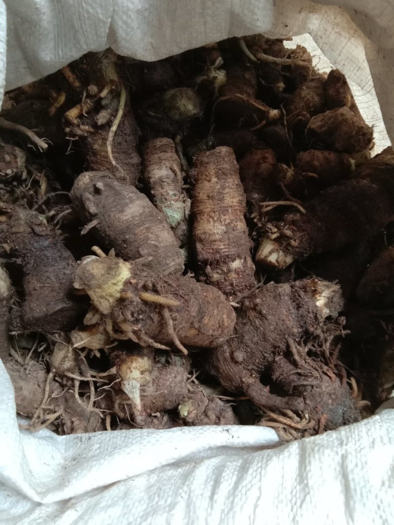 雪里见(半节烂)纯野生货，现挖现卖，量大优惠。包邮！