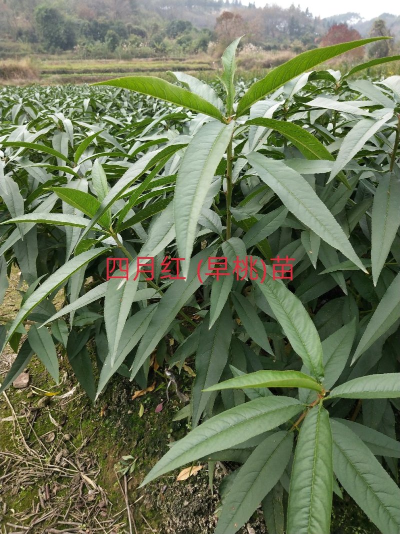 早桃苗四月桃苗早熟桃苗