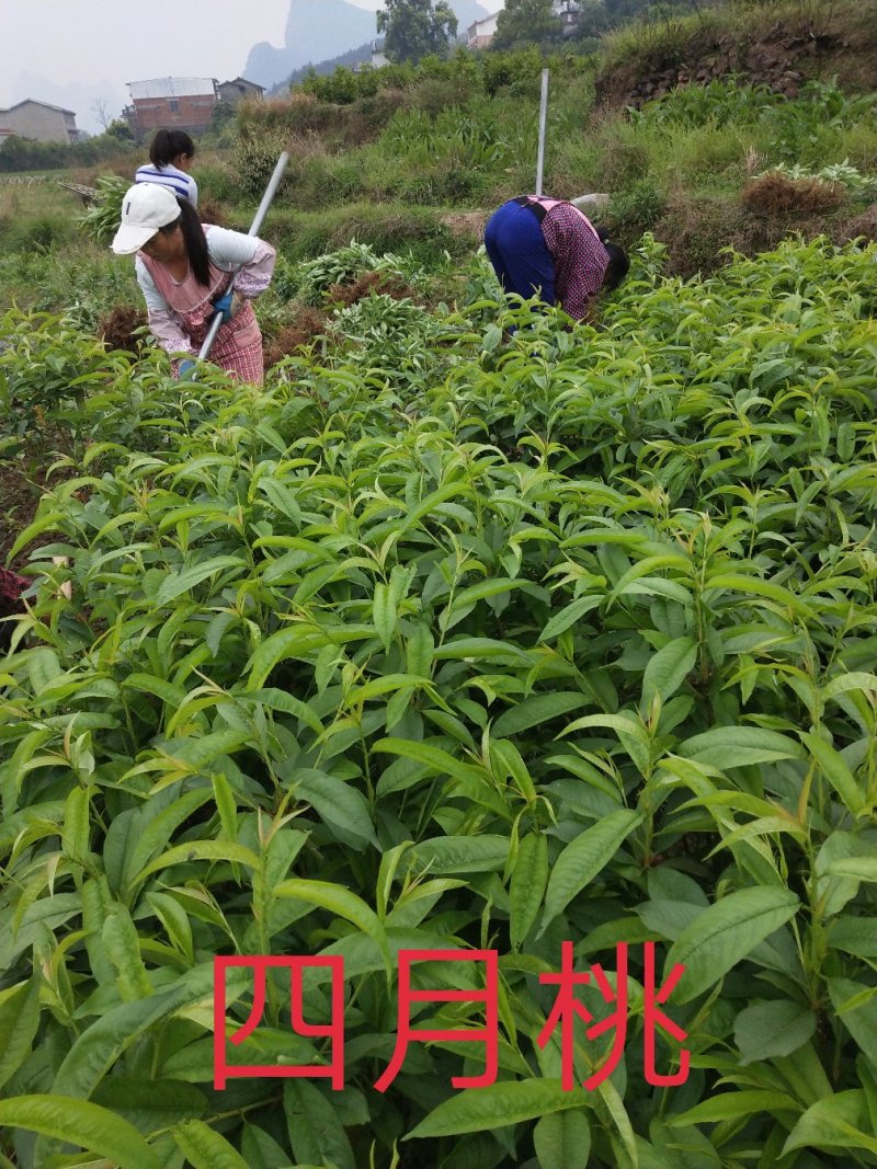 早桃苗四月桃苗早熟桃苗