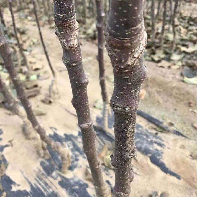 矮化白苹果树苗富士白肉盆栽地栽高原白钻嫁接树苗四季南北方