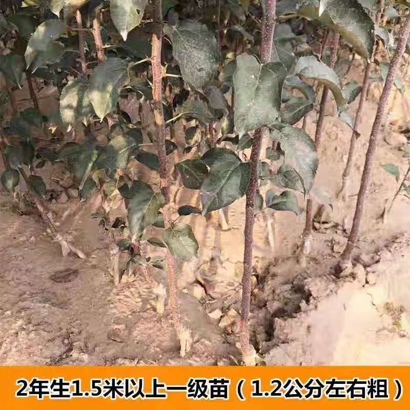 矮化白苹果树苗富士白肉盆栽地栽高原白钻嫁接树苗四季南北方