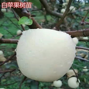 矮化白苹果树苗富士白肉盆栽地栽高原白钻嫁接树苗四季南北方