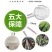 矮化白苹果树苗富士白肉盆栽地栽高原白钻嫁接树苗四季南北方