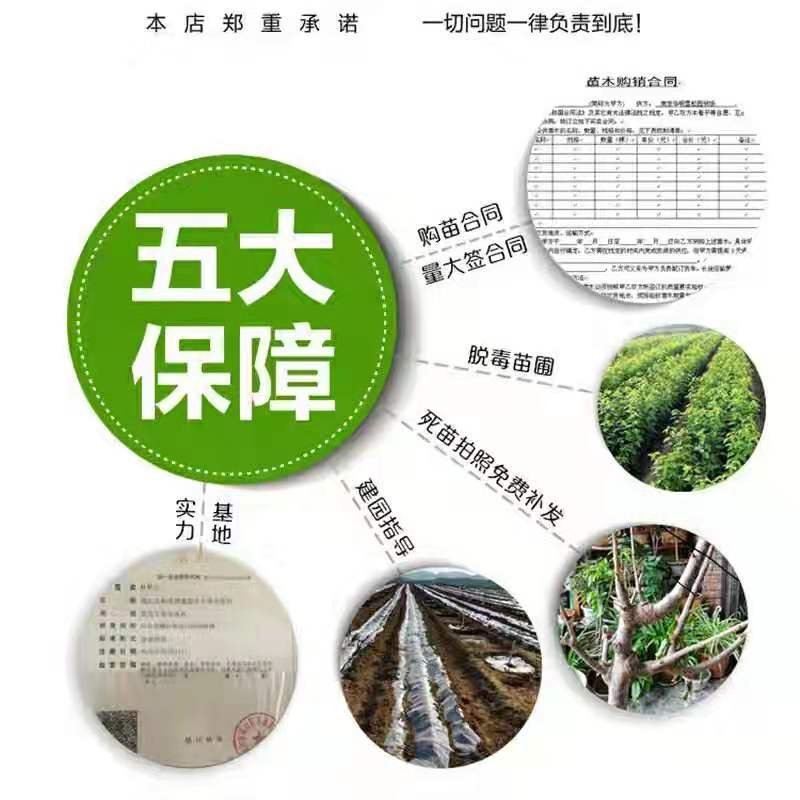 矮化白苹果树苗富士白肉盆栽地栽高原白钻嫁接树苗四季南北方