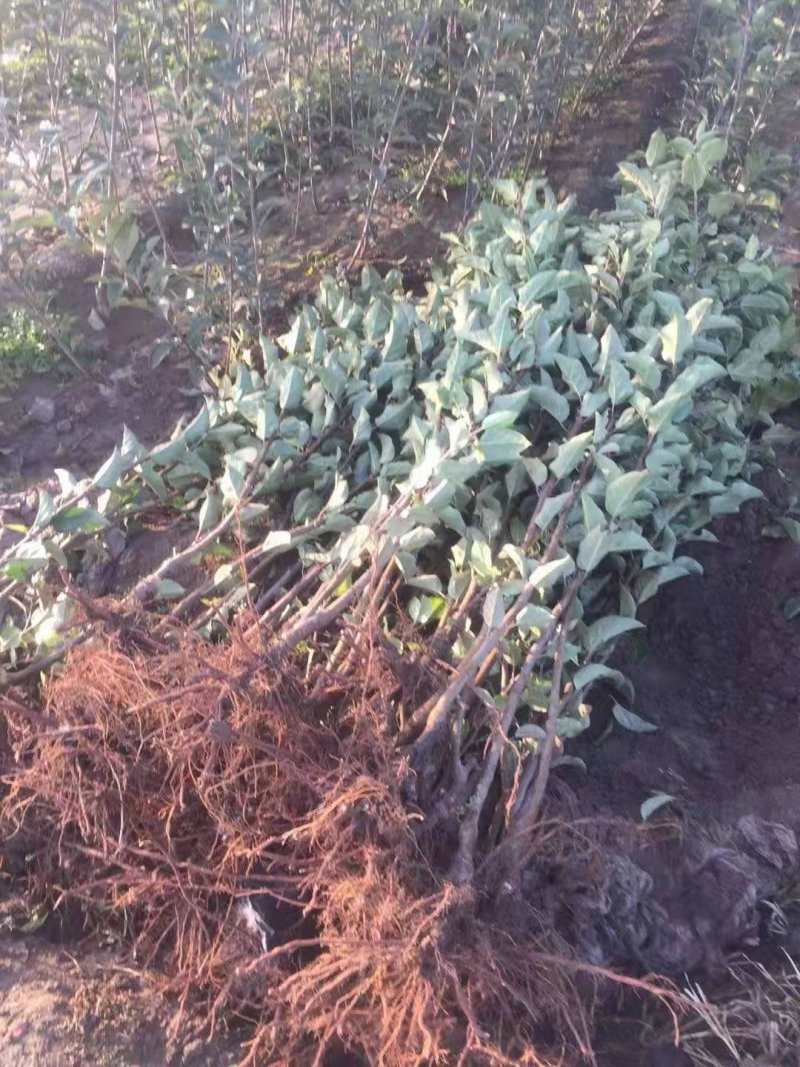 矮化白苹果树苗富士白肉盆栽地栽高原白钻嫁接树苗四季南北方