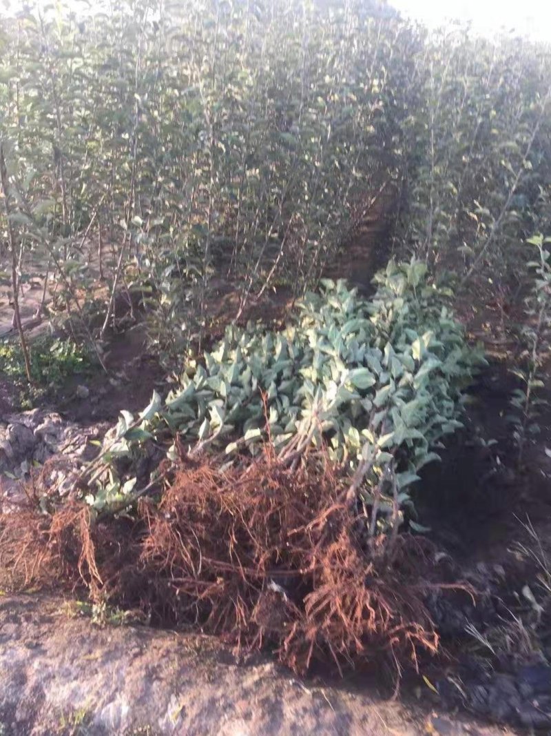 矮化白苹果树苗富士白肉盆栽地栽高原白钻嫁接树苗四季南北方