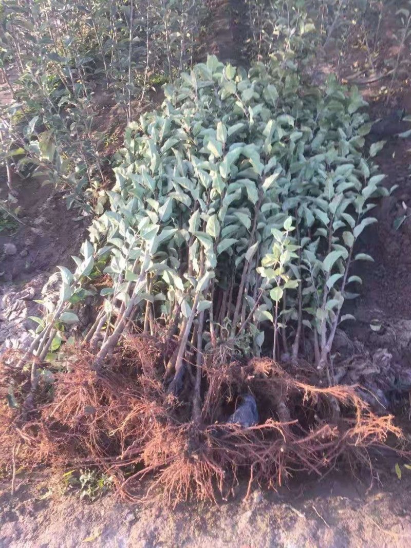 矮化白苹果树苗富士白肉盆栽地栽高原白钻嫁接树苗四季南北方