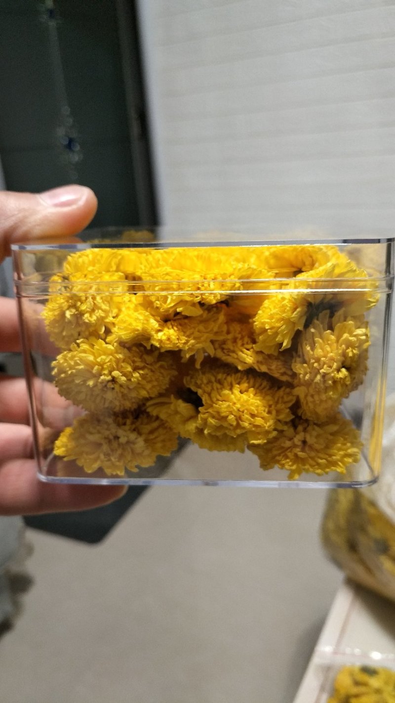 菊花种植基地河南茂林菊业直供(桃菊精品)