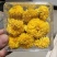 菊花种植基地河南茂林菊业直供(桃菊精品)
