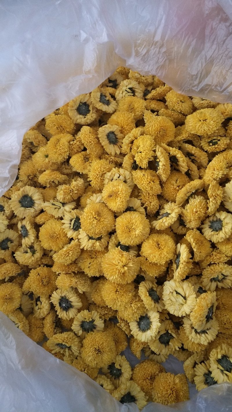 菊花种植基地河南茂林菊业直供(桃菊精品)