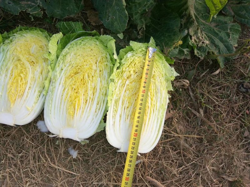 黄心高抗大白菜，包园开始了，安斤都可以，质量有保证