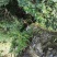 广西大瑶山石斛