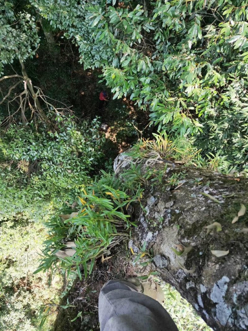 广西大瑶山石斛