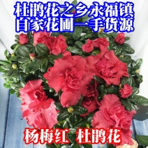 杨梅红杜鹃花自家苗圃种植一手货源视频照片看货长期货量充足