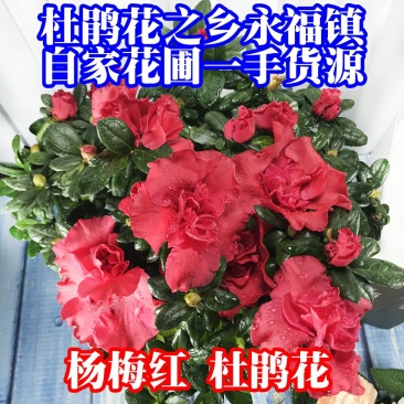 杨梅红杜鹃花自家苗圃种植一手货源视频照片看货长期货量充足