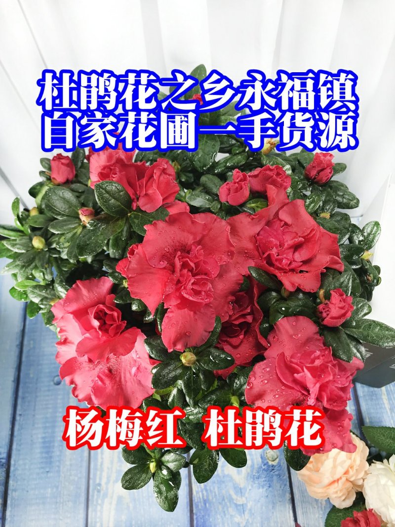杨梅红杜鹃花自家苗圃种植一手货源视频照片看货长期货量充足