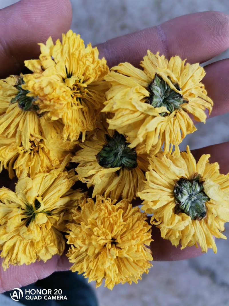 皇菊茶(婺源皇菊，想喝茶的可以加关注)河南茂林菊业合作社