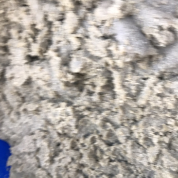 水蚤、鱼虫