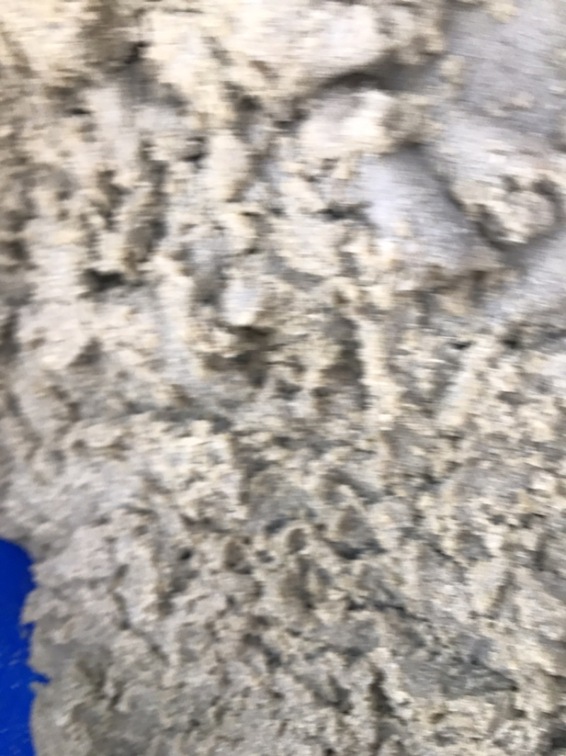 水蚤、鱼虫