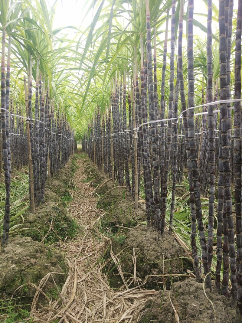 广西甘蔗黑皮甘蔗平均7.5斤重一棵，