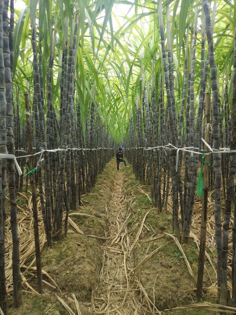 广西甘蔗黑皮甘蔗平均7.5斤重一棵，