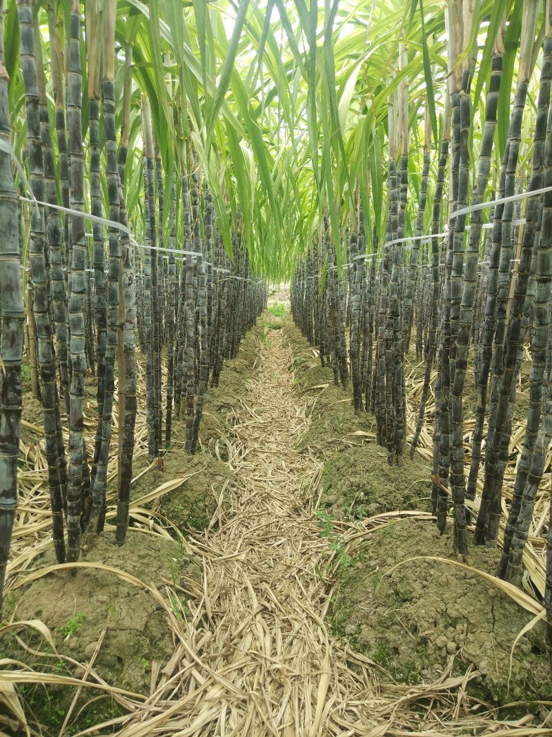 广西甘蔗黑皮甘蔗平均7.5斤重一棵，